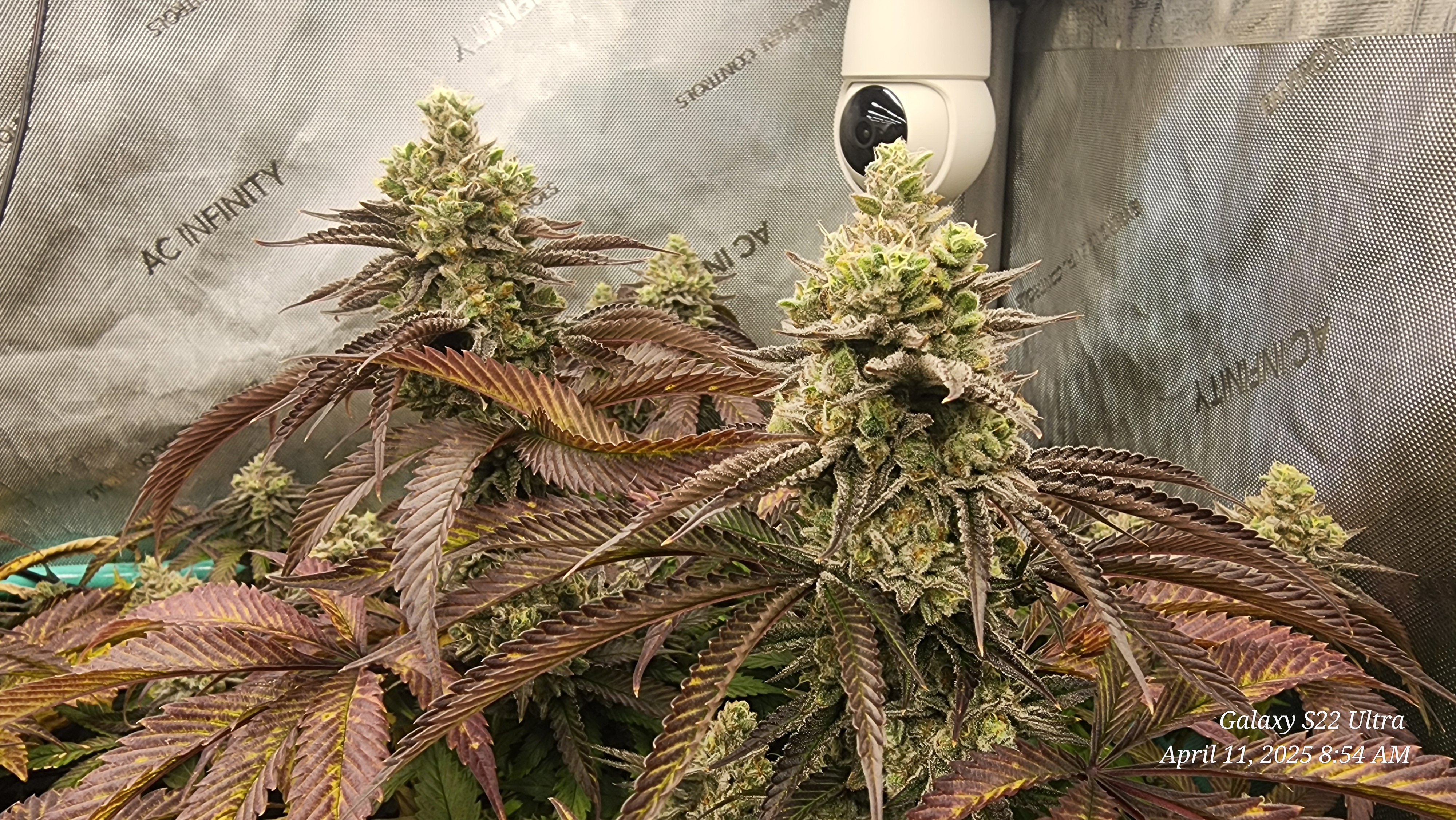 Blasted Genetics  — flower, day 47