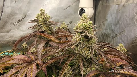 Blasted Genetics  — flower, day 47