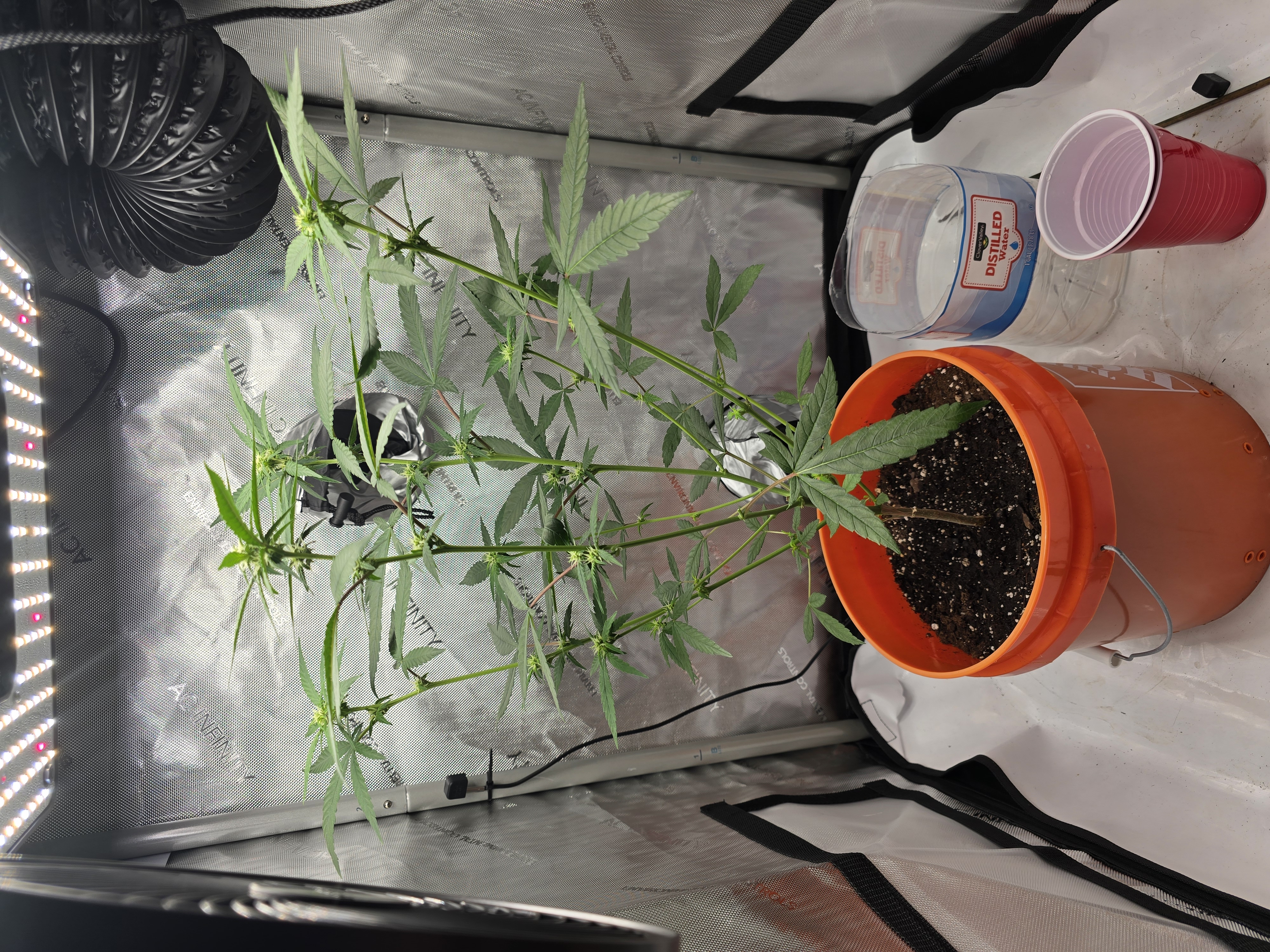 second groe — none, day 1