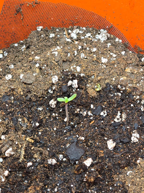 Durban purp — none, day 1