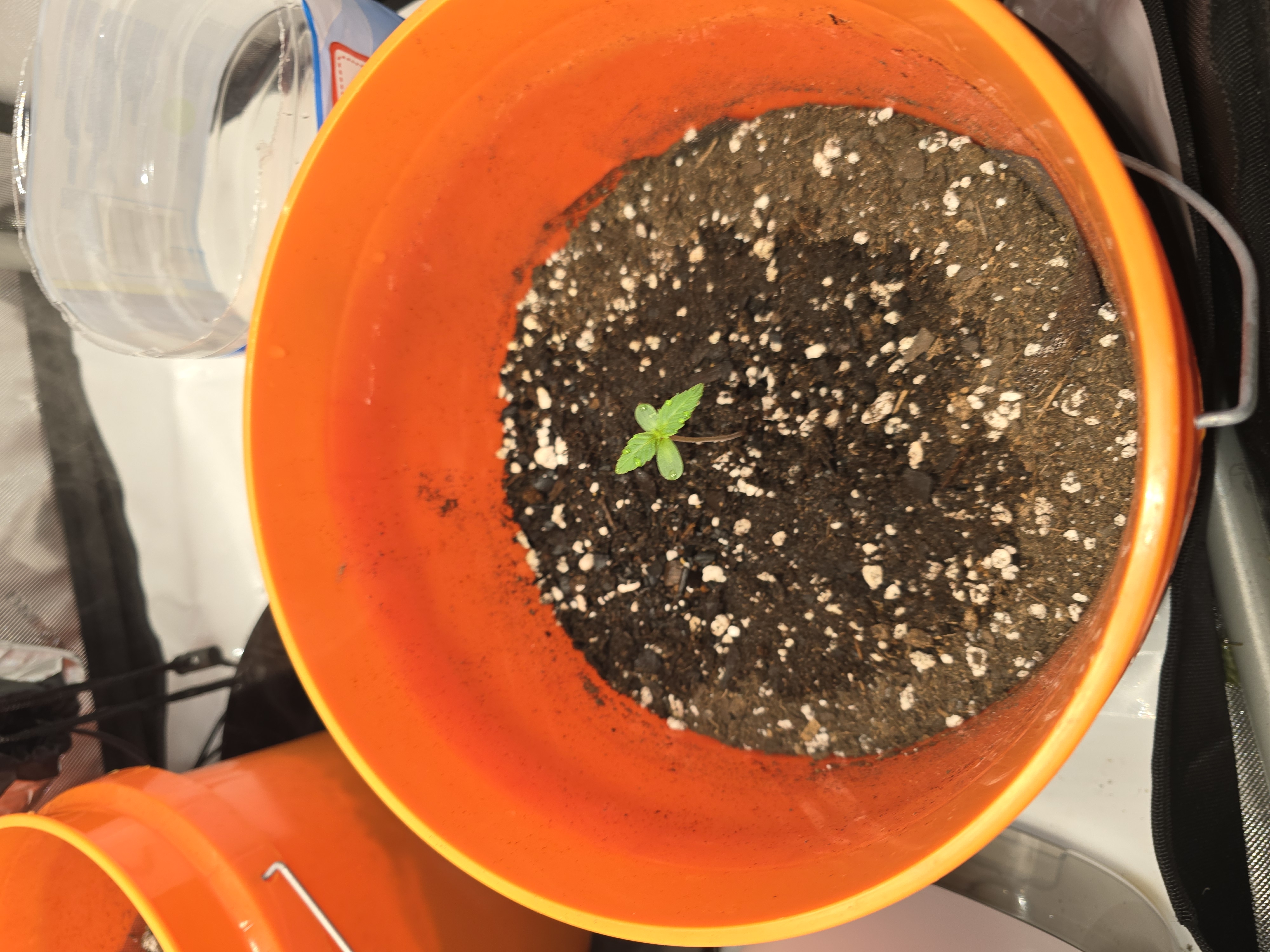 Durban purp — none, day 1