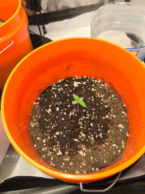 Durban purp — none, day 1
