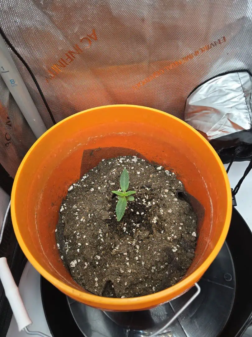 Durban purp — grow_setup, day 7