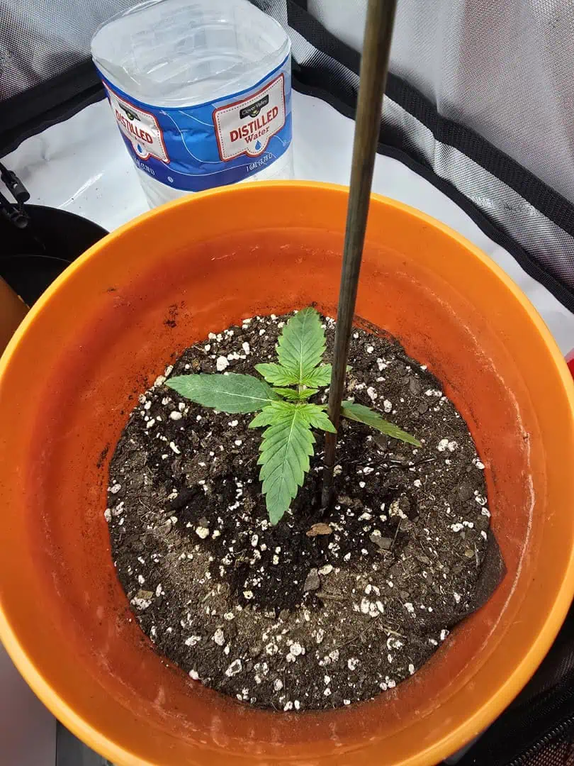 Durban purp — grow_setup, day 7