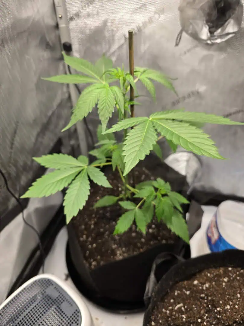 Durban purp — vegetative, day 20