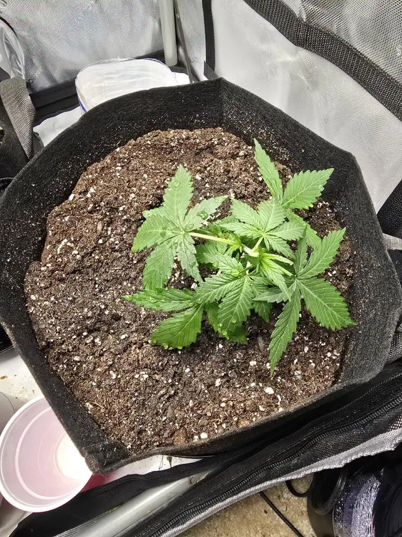 Durban purp — vegetative, day 20