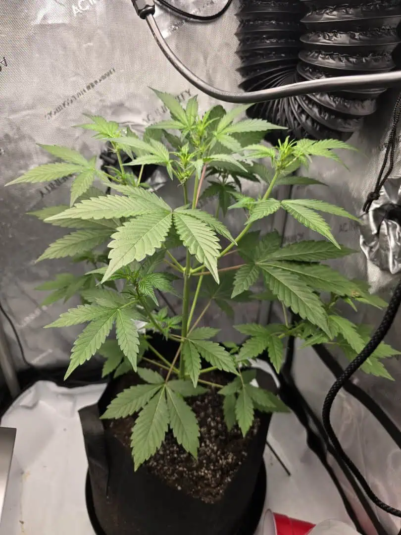 Durban purp — vegetative, day 27