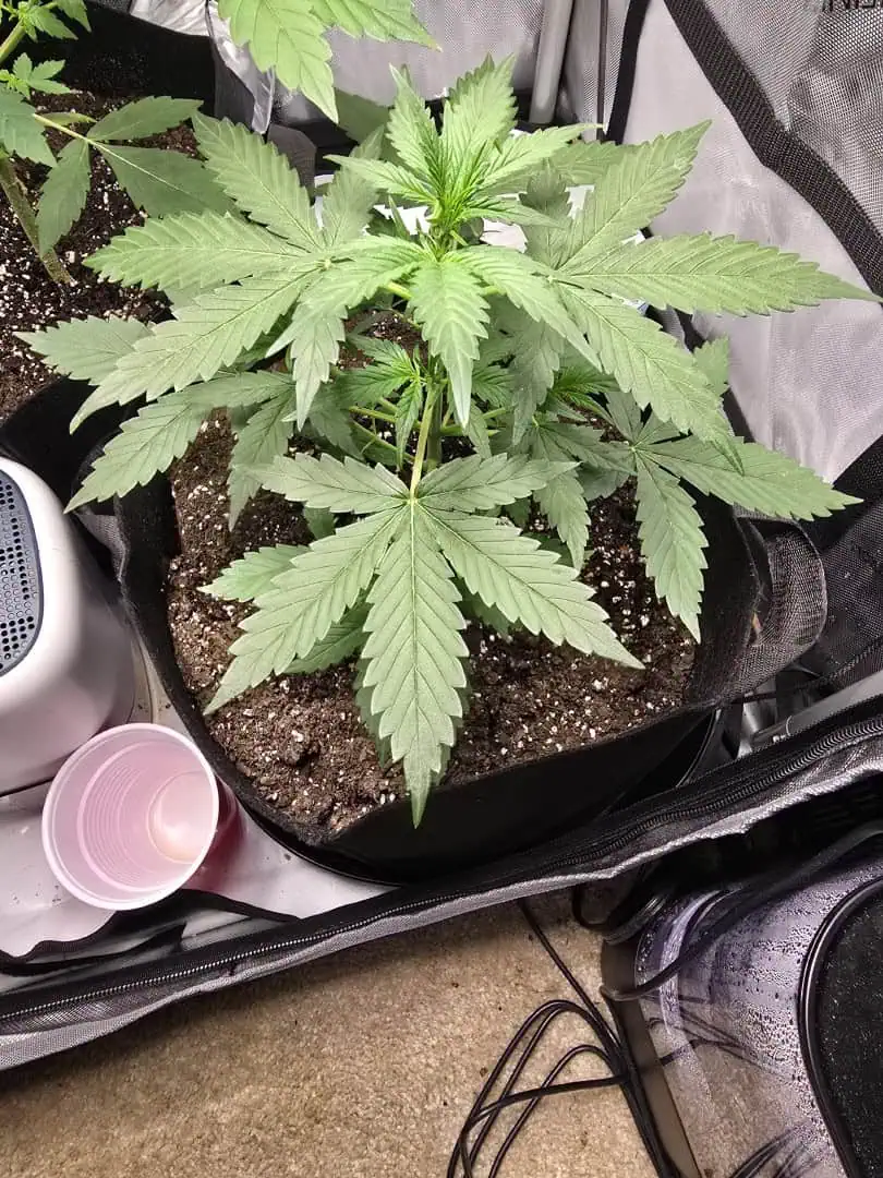 Durban purp — vegetative, day 27