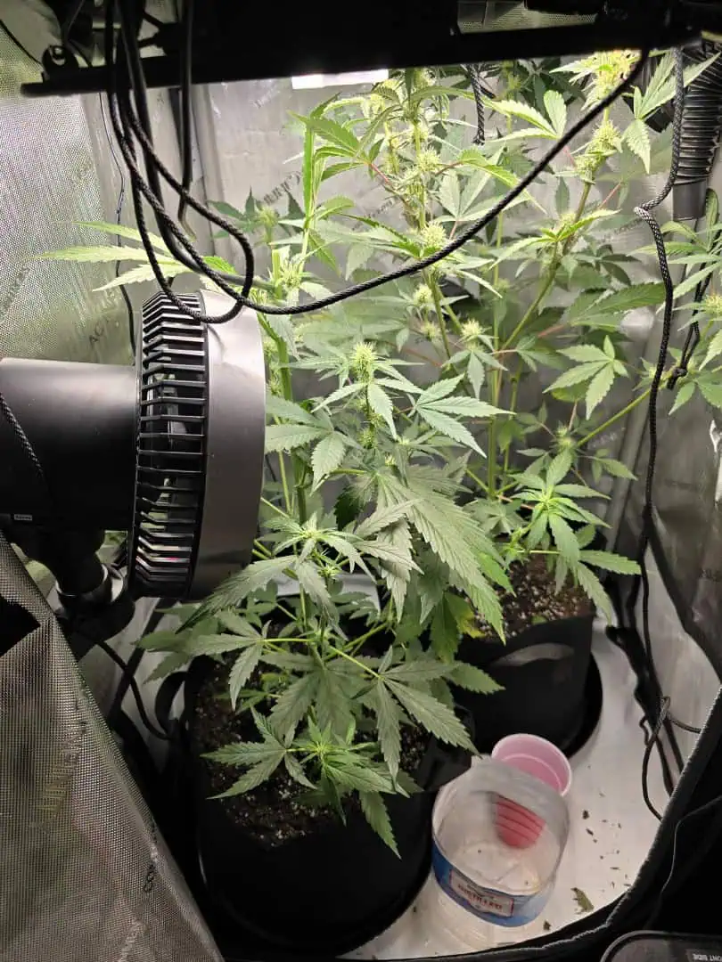 Durban purp — flower, day 38