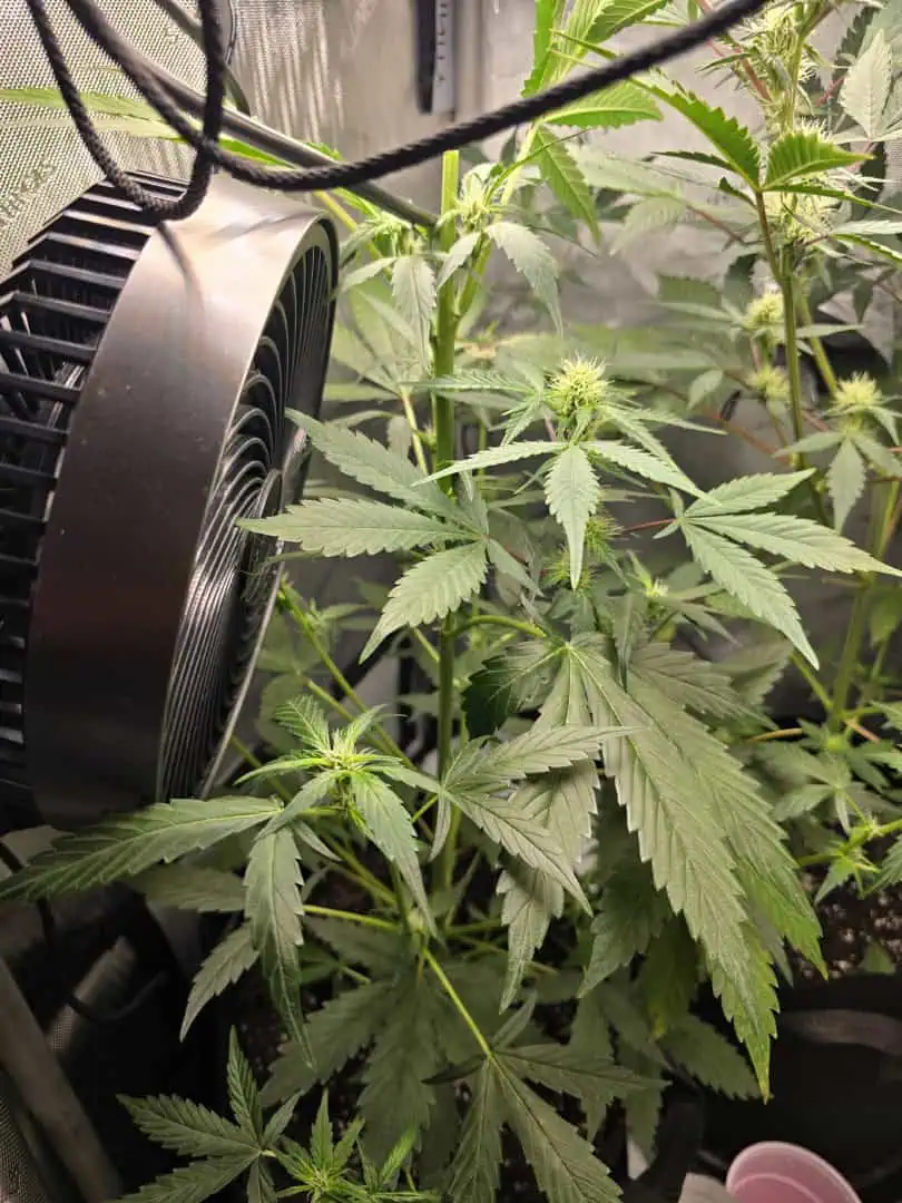 Durban purp — flower, day 38