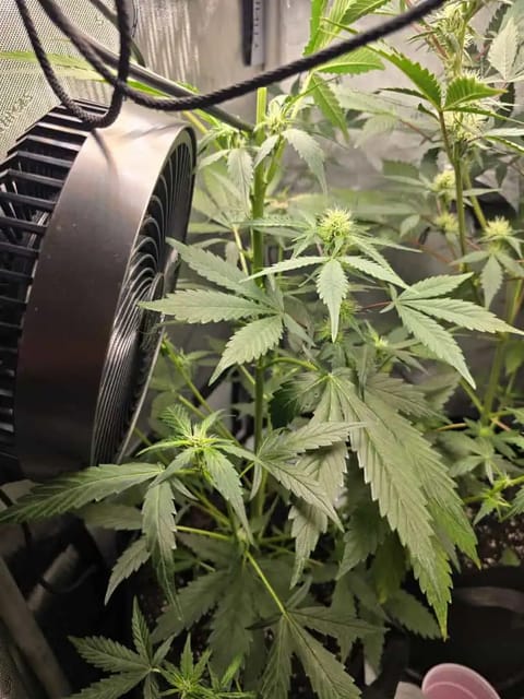 Durban purp — flower, day 38