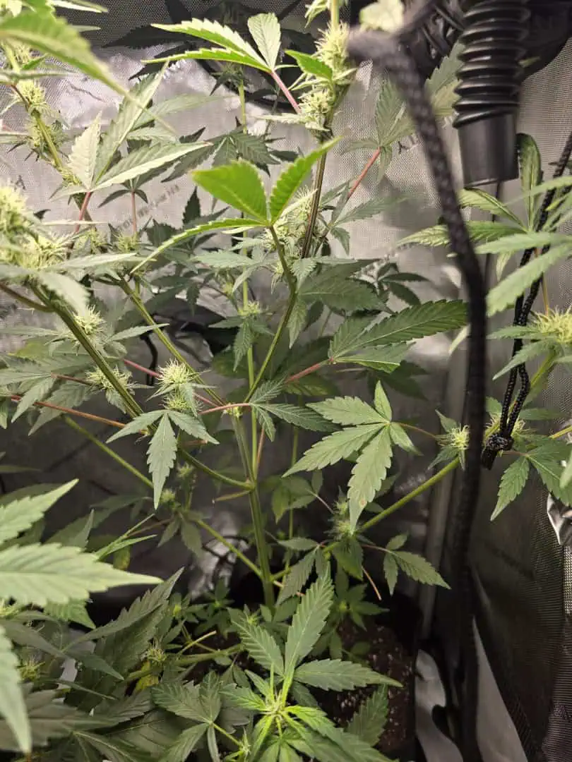 Durban purp — flower, day 38