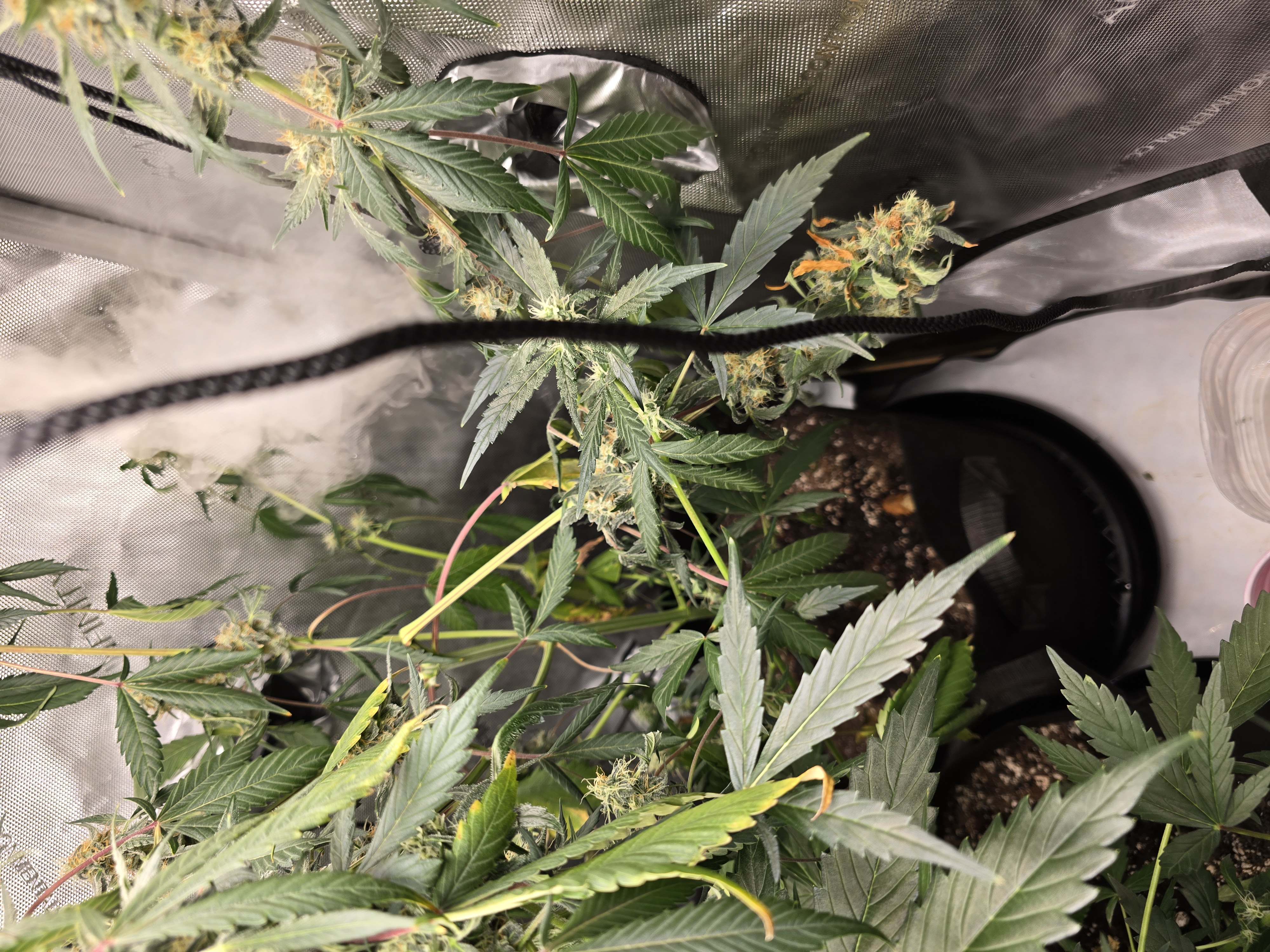 Durban purp — flower, day 53