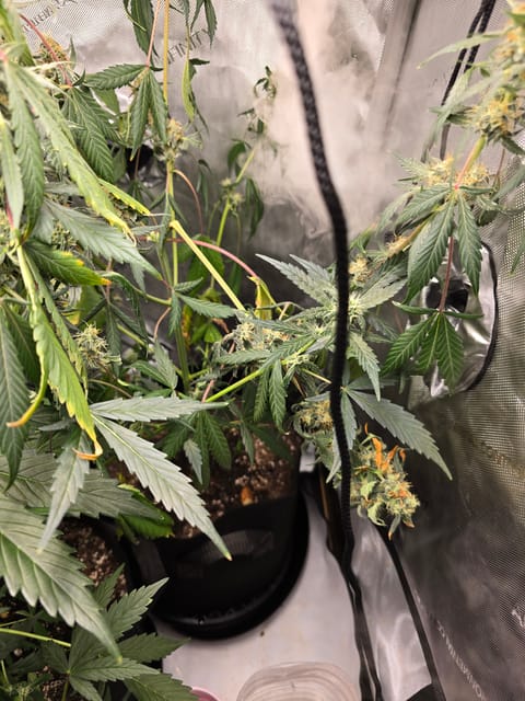 Durban purp — flower, day 53