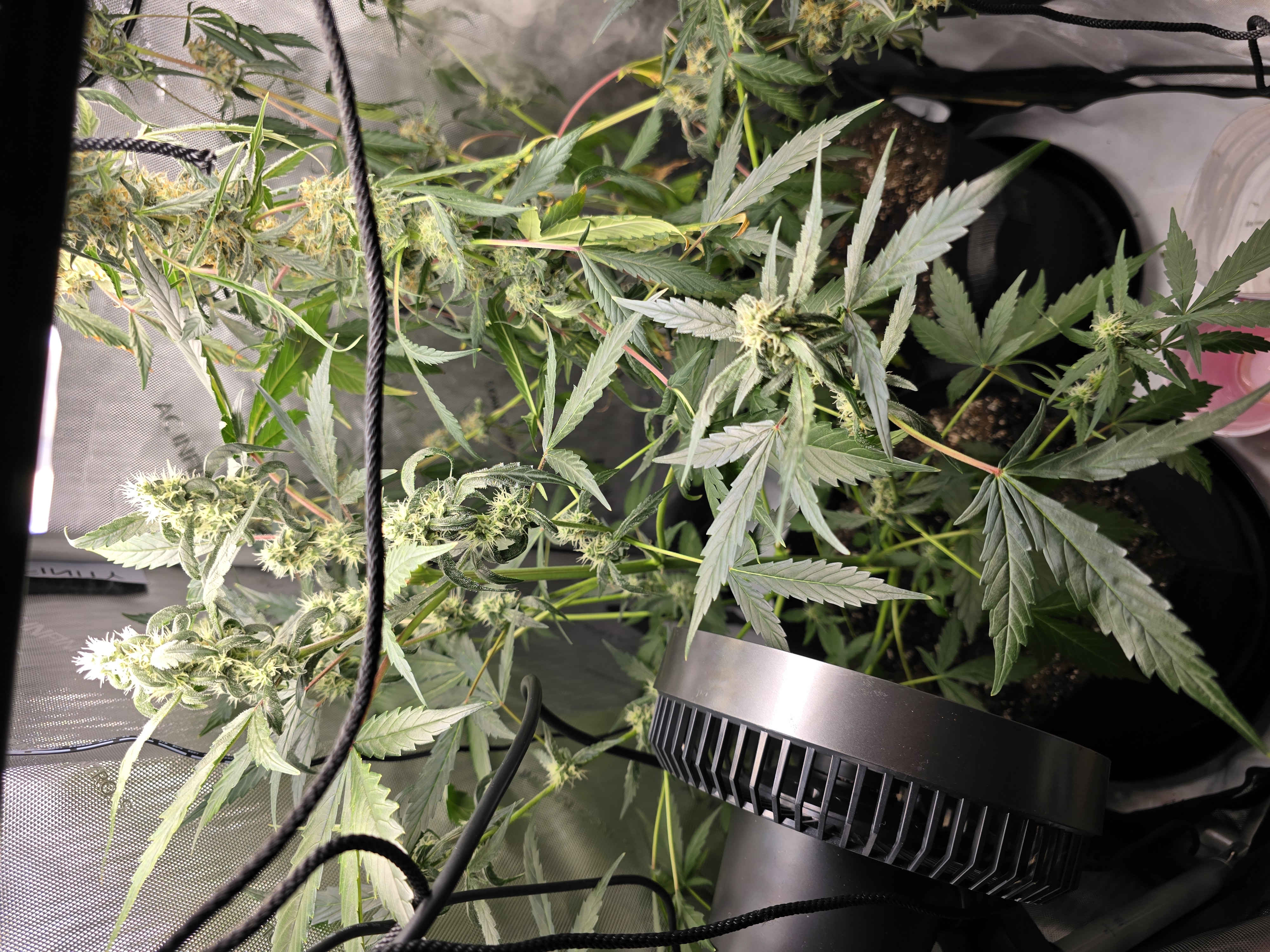 Durban purp — flower, day 53