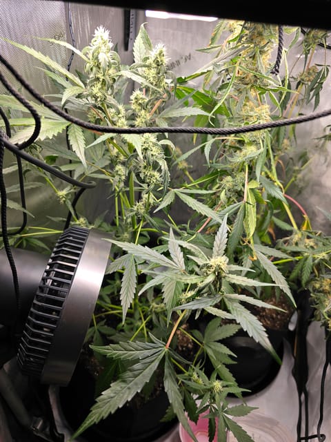 Durban purp — flower, day 53