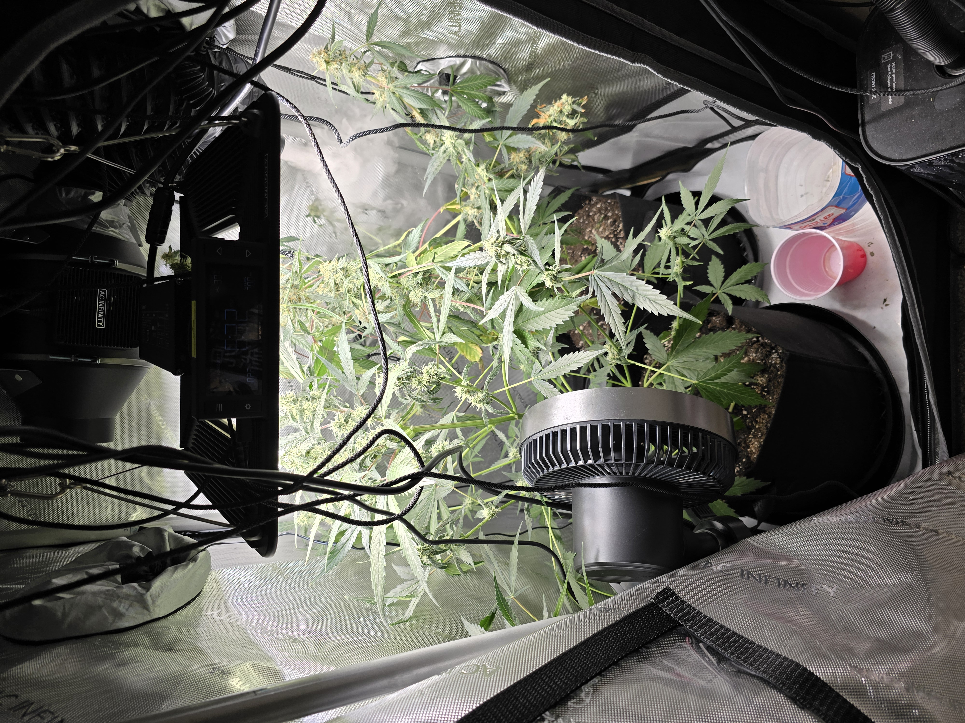 Durban purp — flower, day 53