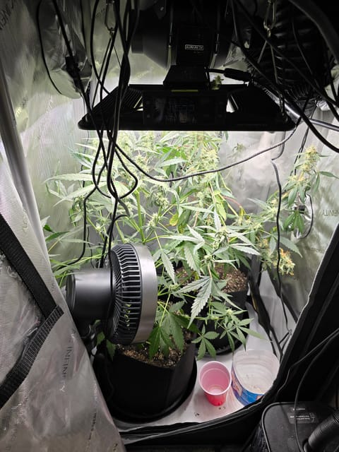 Durban purp — flower, day 53