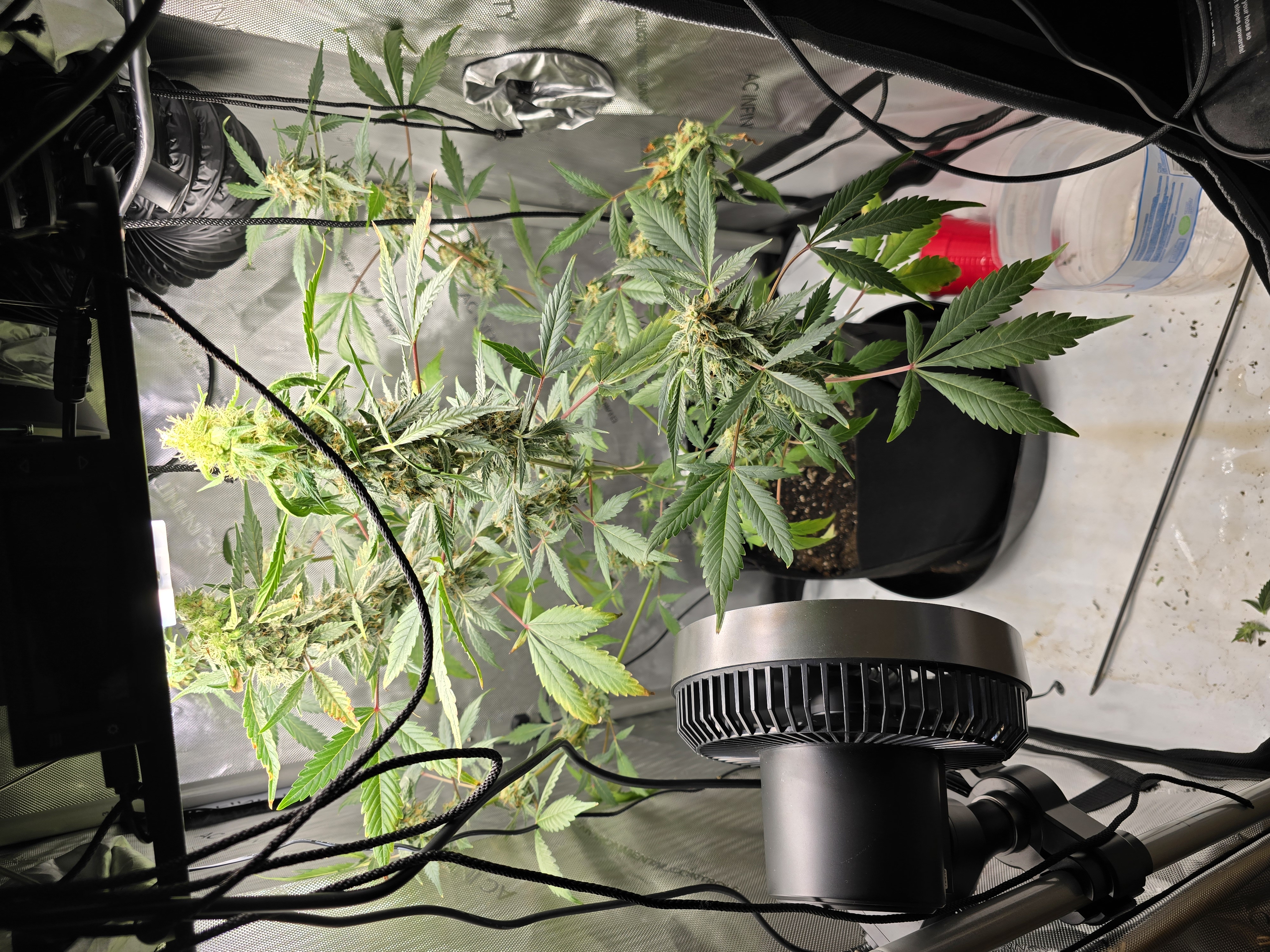 Durban purp — flower, day 56