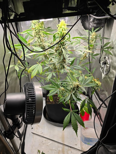 Durban purp — flower, day 56
