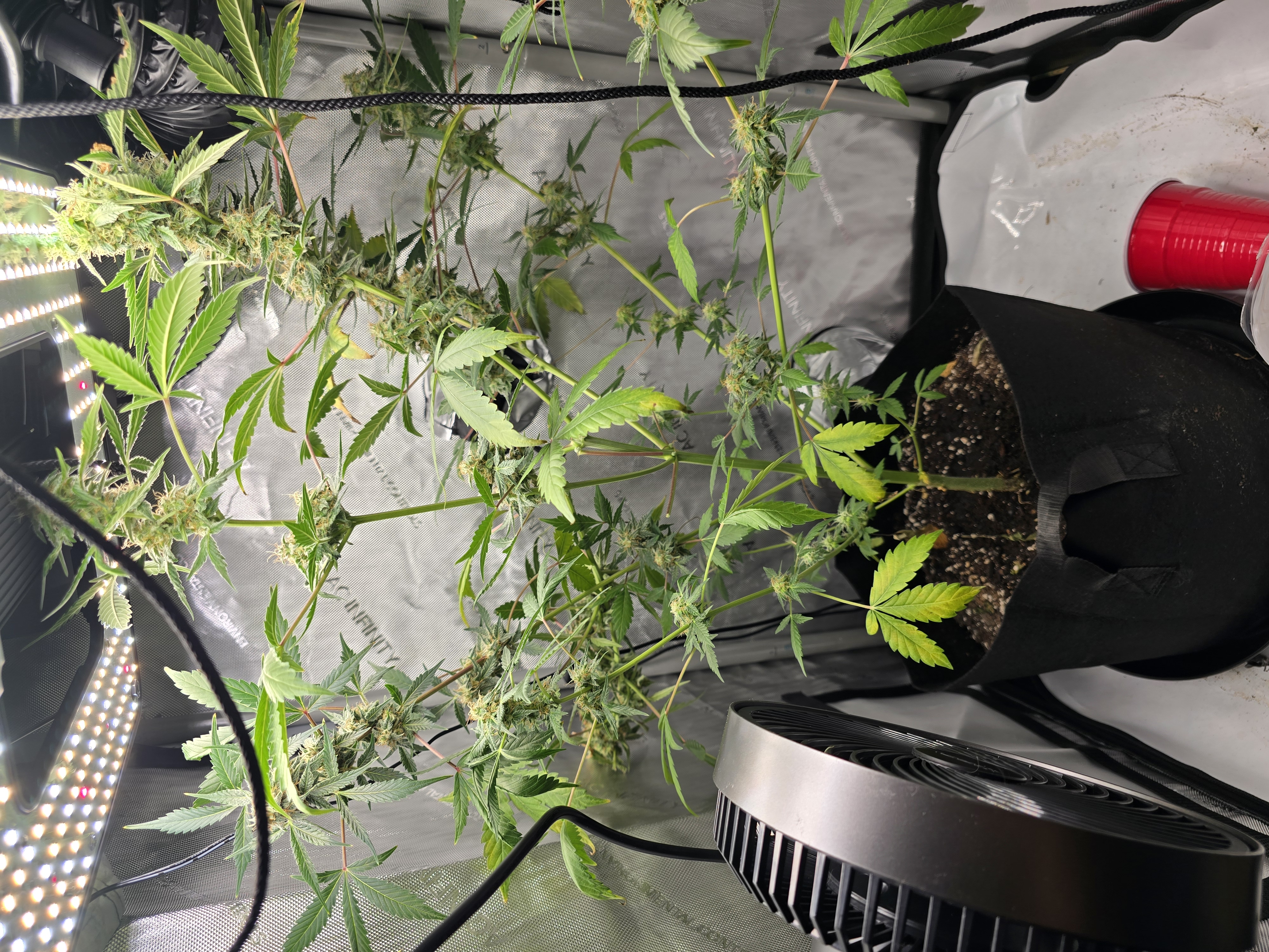 Durban purp — flower, day 56