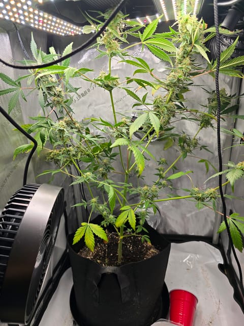 Durban purp — flower, day 56