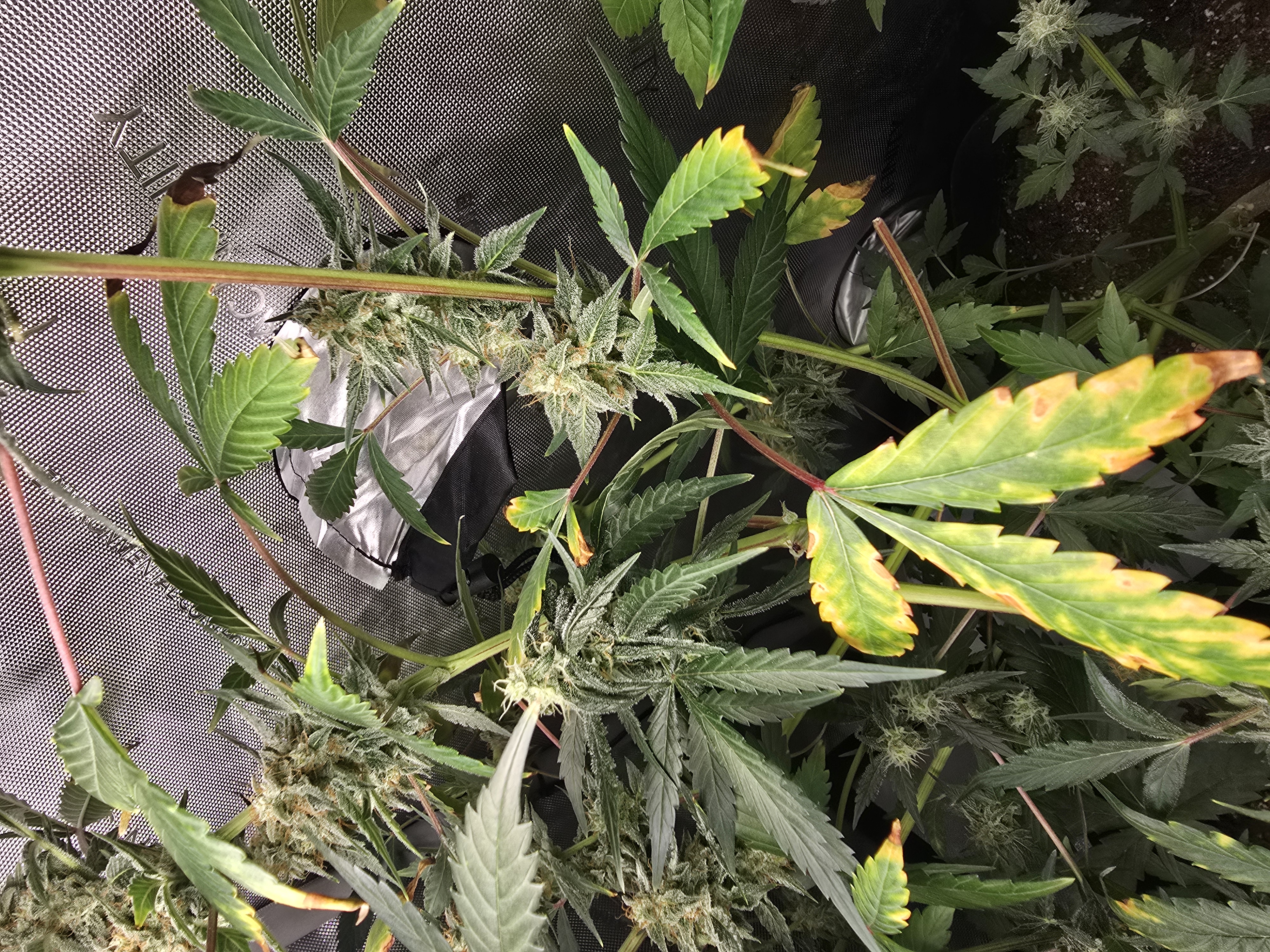 Durban purp — flower, day 63