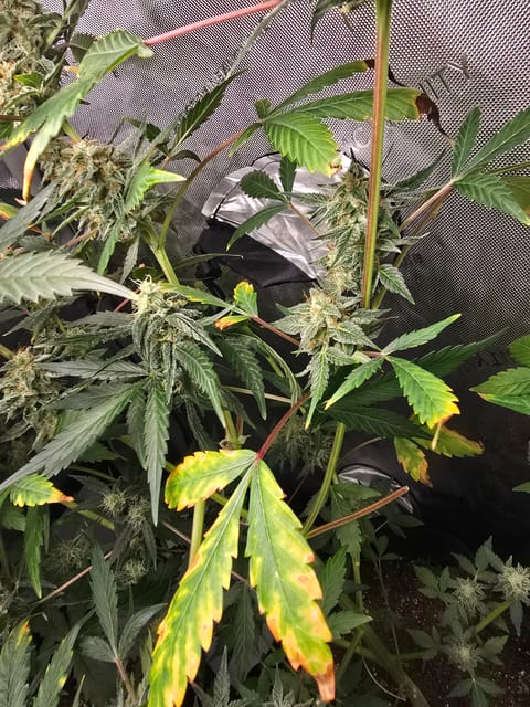 Durban purp — flower, day 63