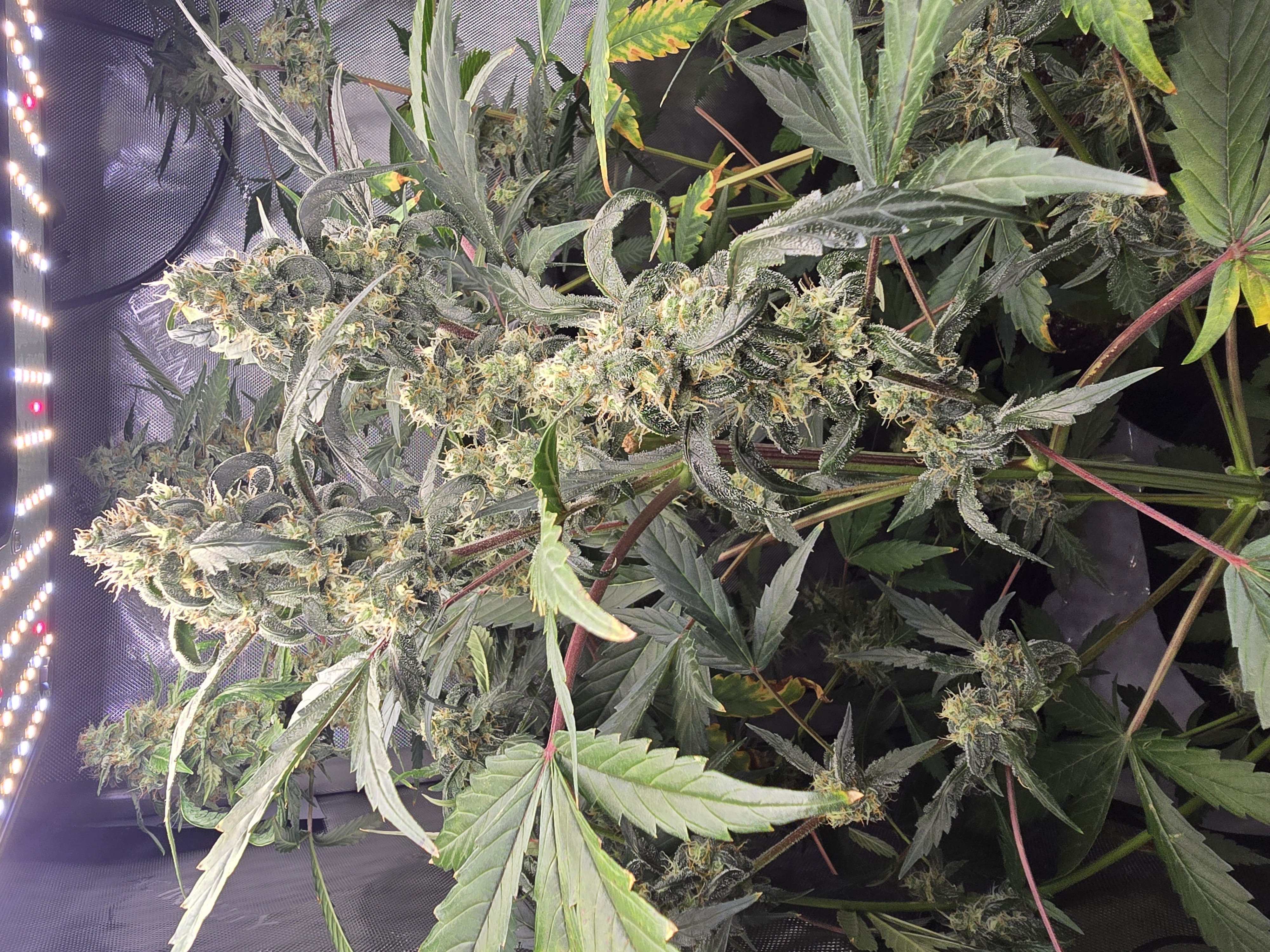 Durban purp — flower, day 63