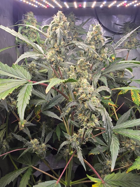 Durban purp — flower, day 63