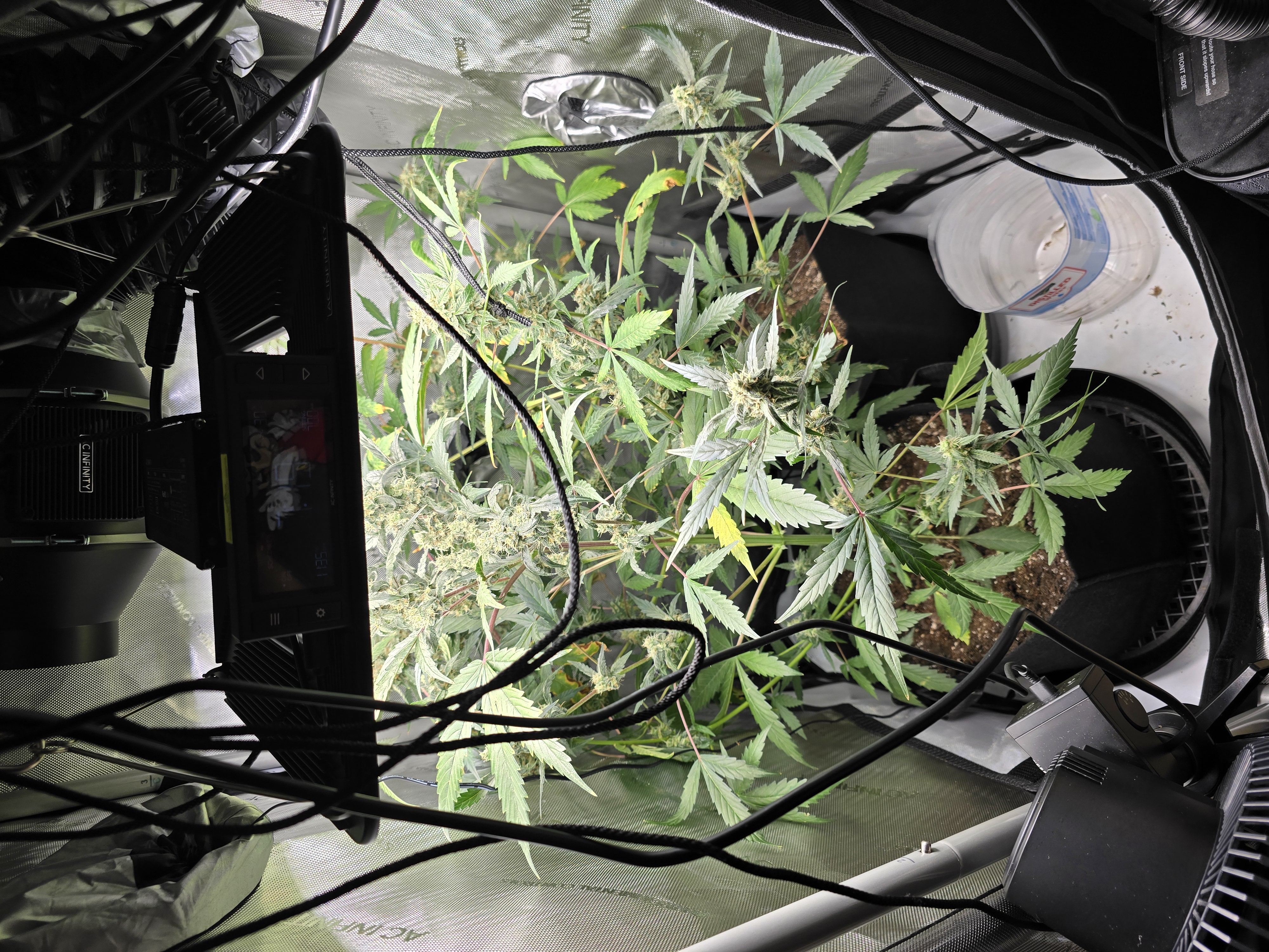 Durban purp — flower, day 63