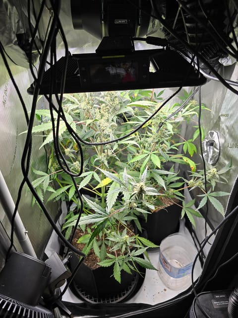 Durban purp — flower, day 63