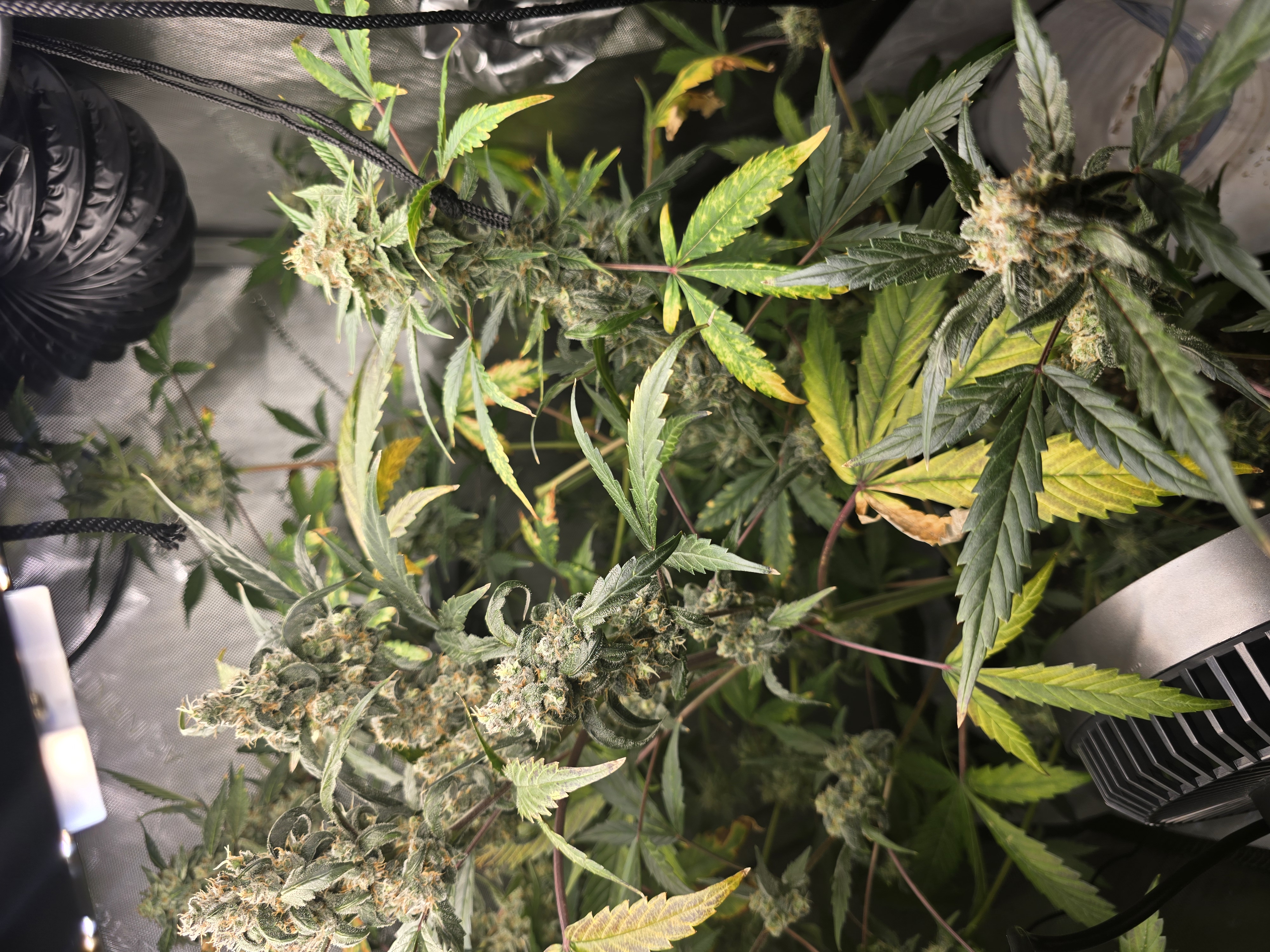 Durban purp — flower, day 71