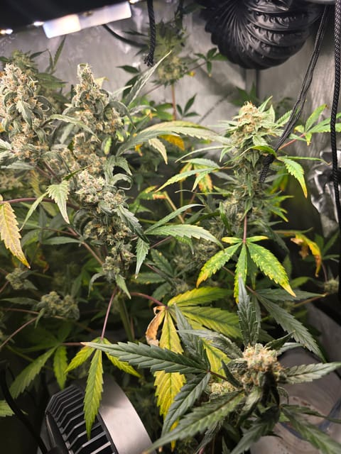 Durban purp — flower, day 71