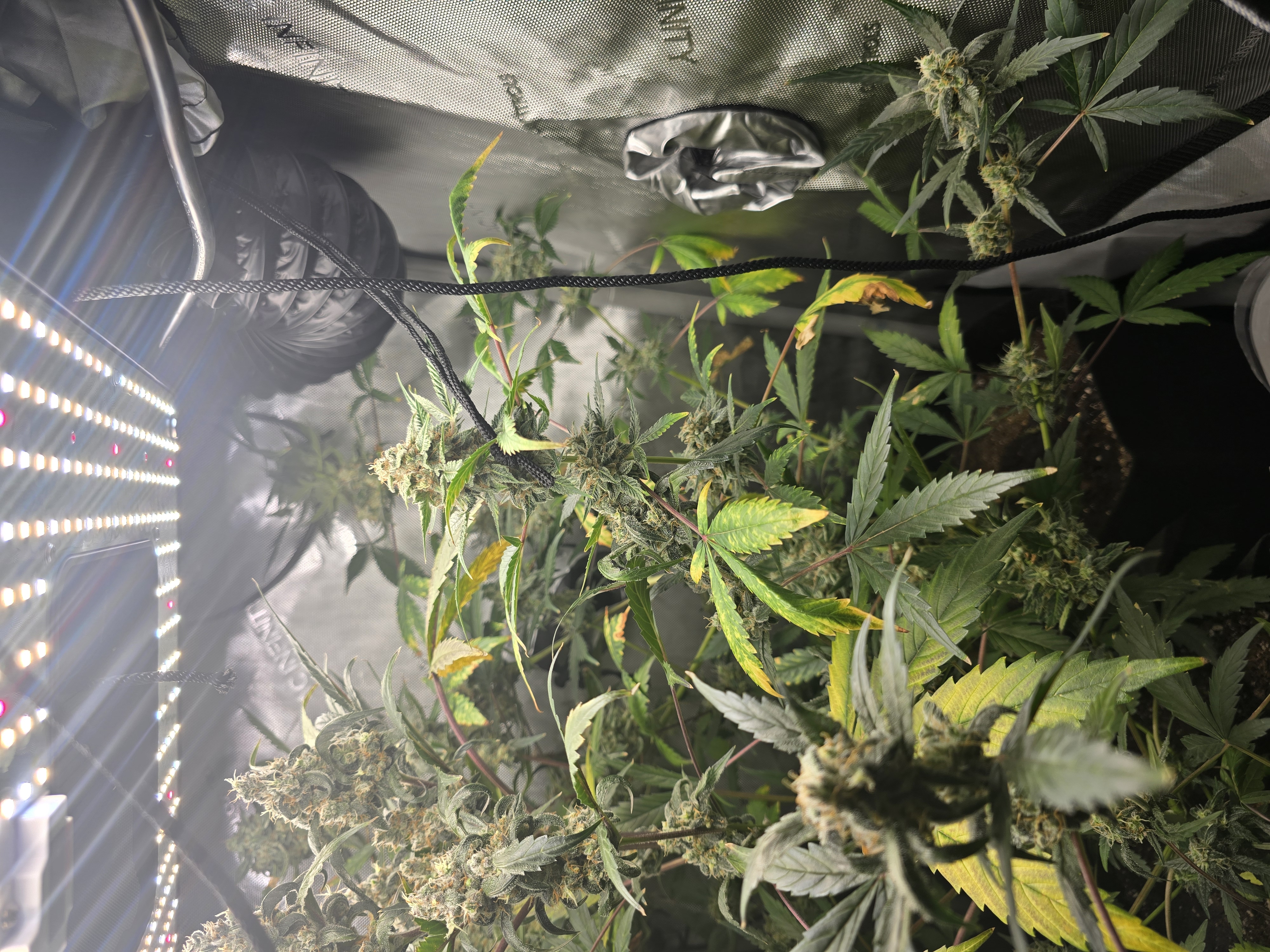 Durban purp — flower, day 71