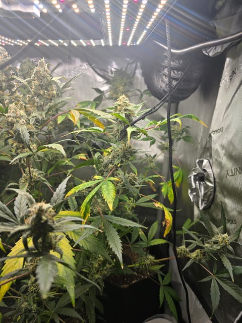 Durban purp — flower, day 71