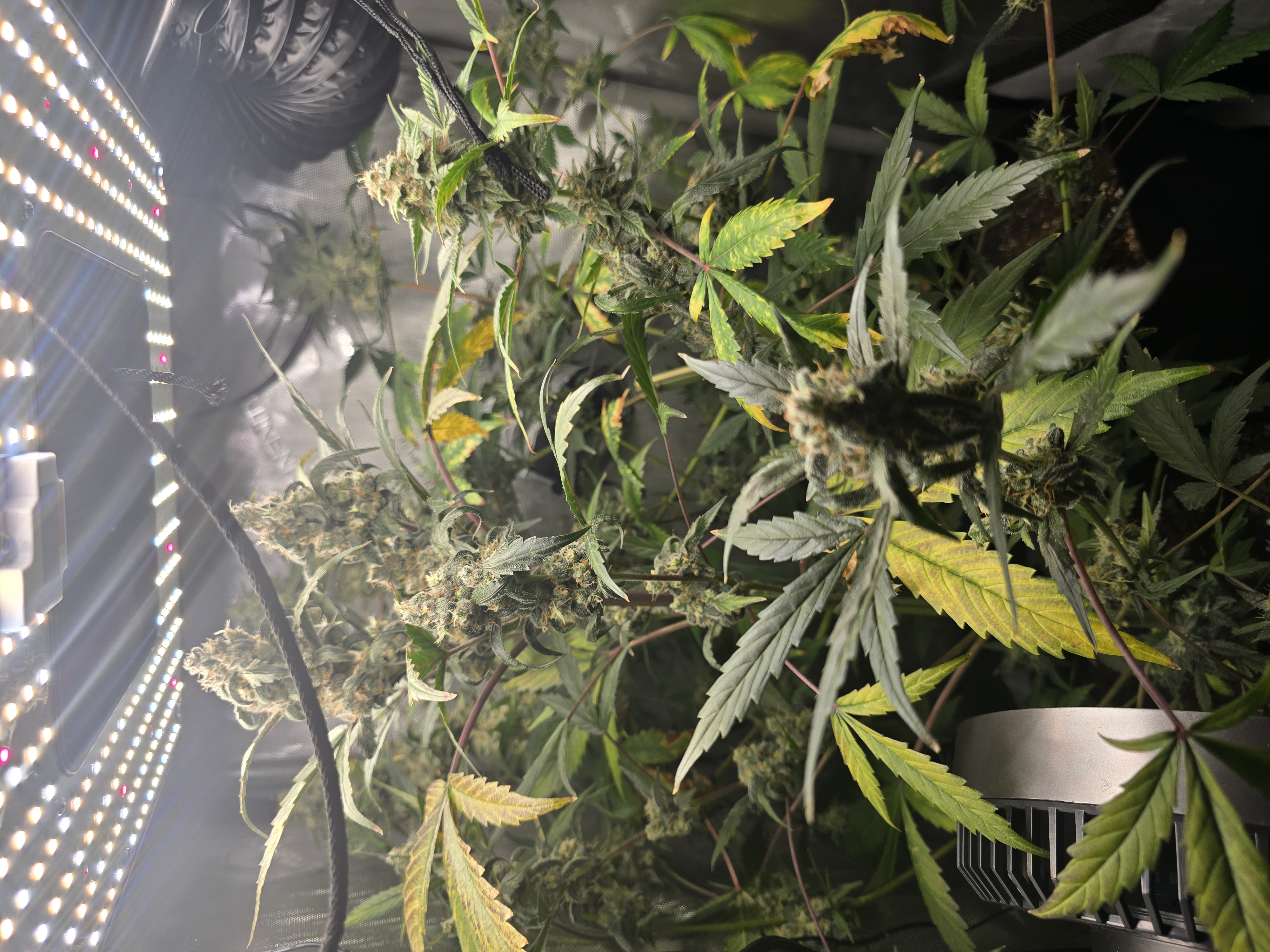 Durban purp — flower, day 71