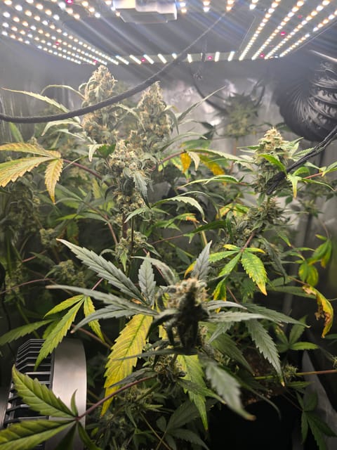 Durban purp — flower, day 71