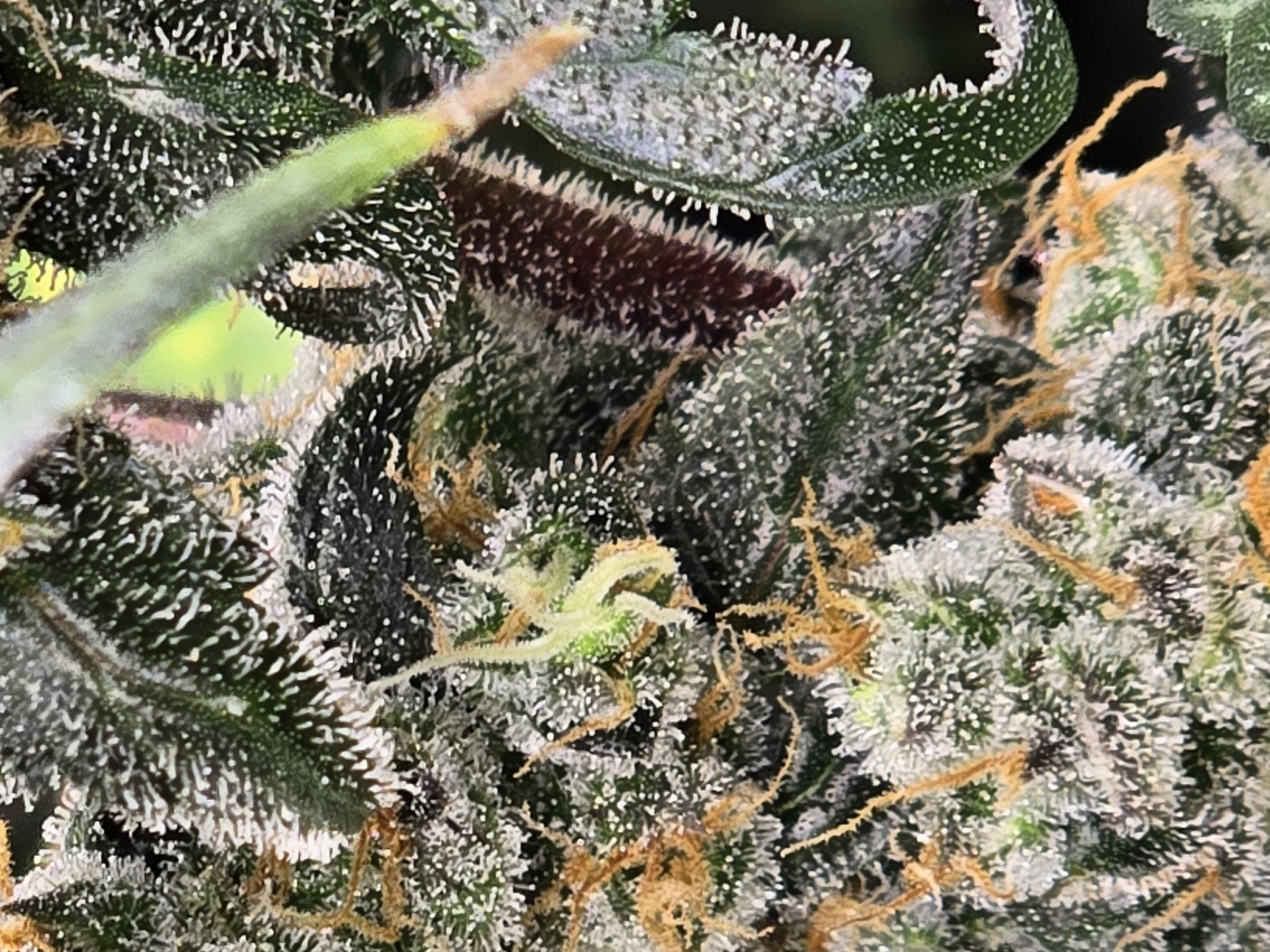 Durban purp — flower, day 72