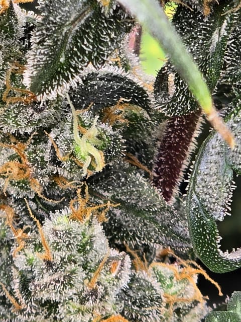 Durban purp — flower, day 72