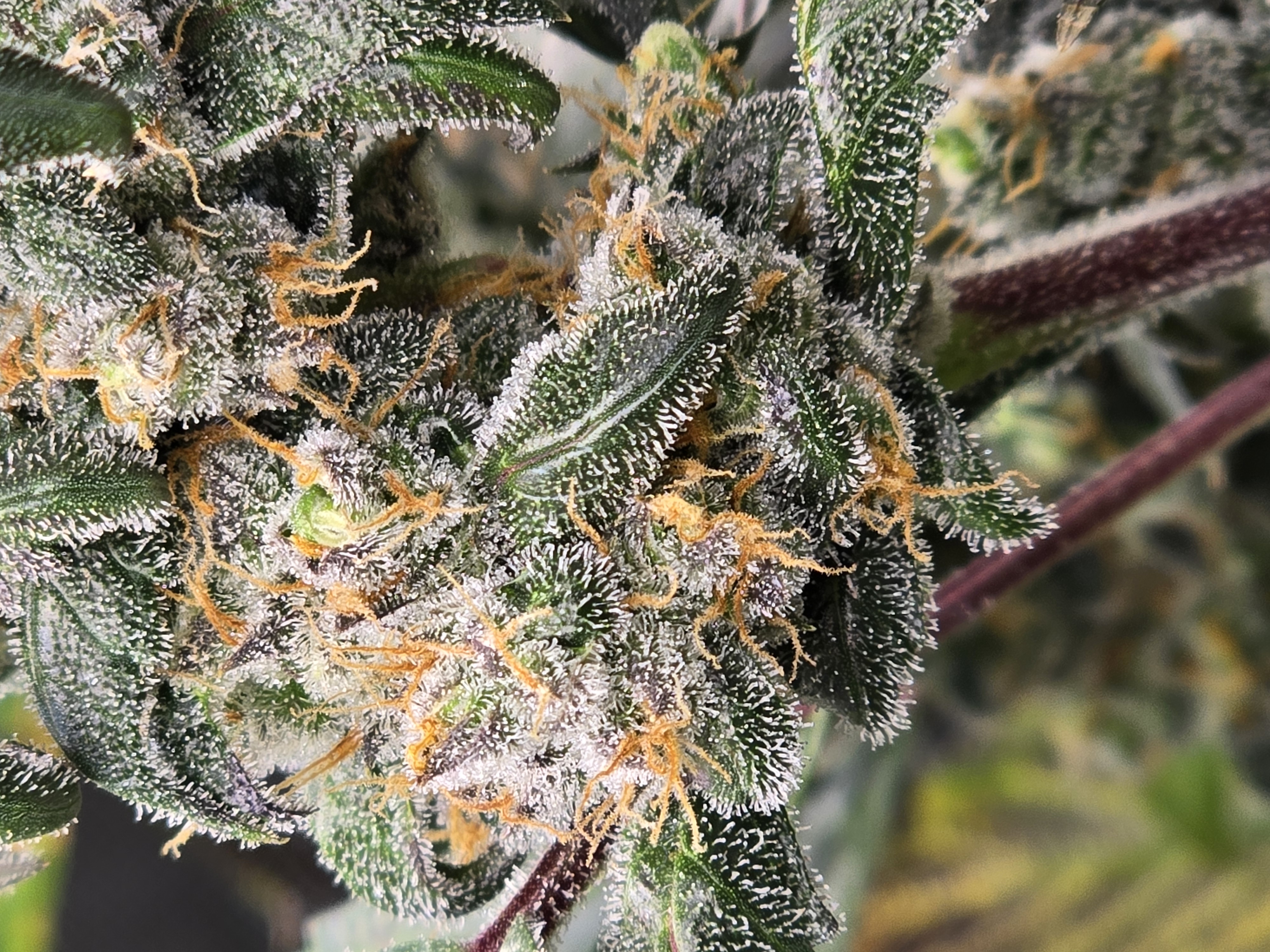 Durban purp — flower, day 72