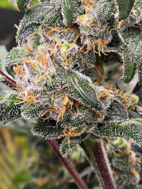 Durban purp — flower, day 72