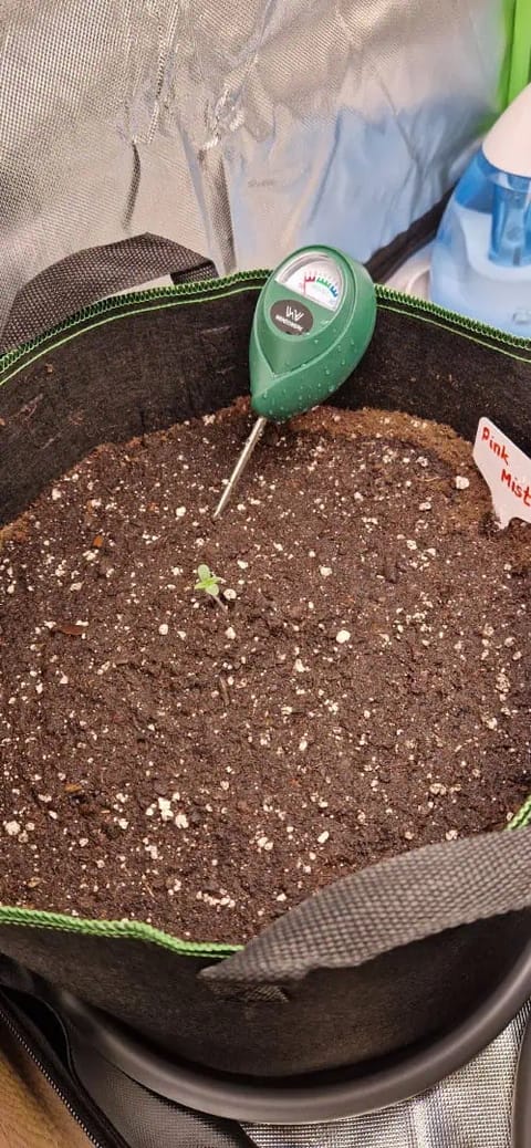 Pink Mist Auto — seedling_rooting, day 1