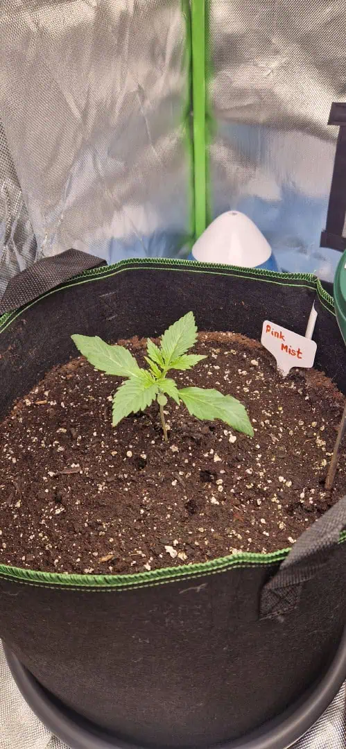 Pink Mist Auto — seedling_rooting, day 11