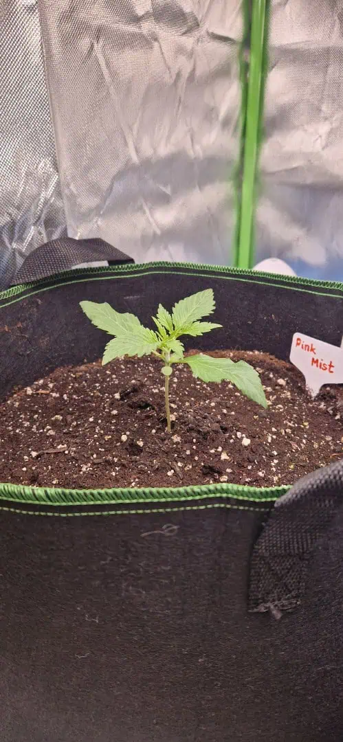 Pink Mist Auto — seedling_rooting, day 11