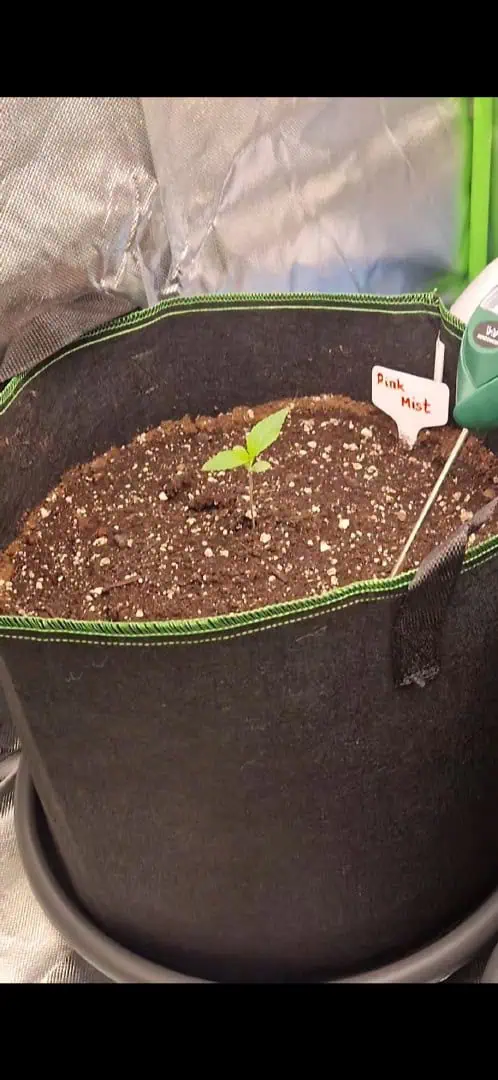 Pink Mist Auto — seedling_rooting, day 6