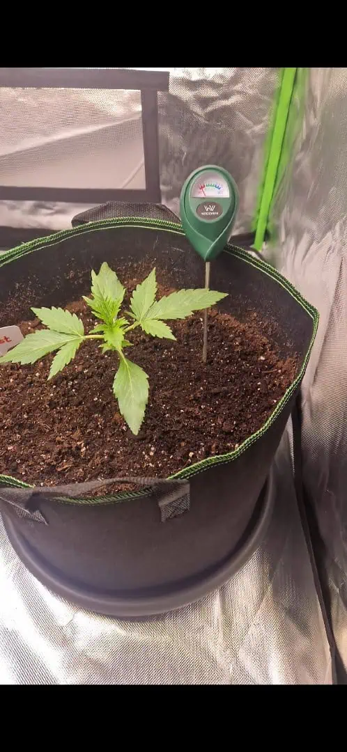 Pink Mist Auto — vegetative, day 13