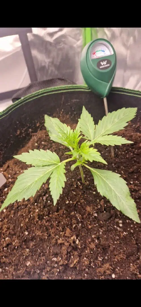Pink Mist Auto — vegetative, day 13