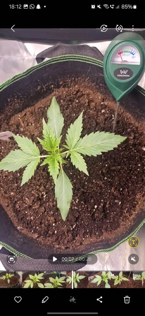 Pink Mist Auto — vegetative, day 13