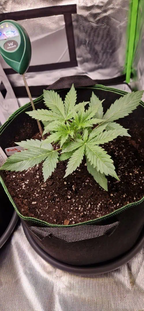 Pink Mist Auto — vegetative, day 17